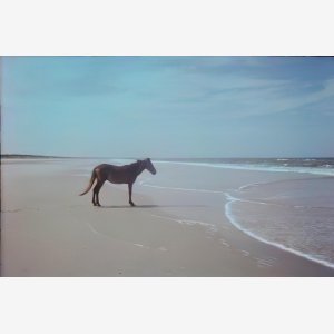 Man Horse Sea